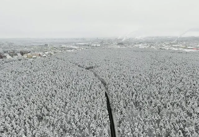 A snowy forest on the edge of Vilnius under a white sky, seen from above.